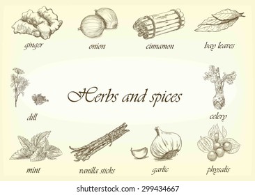 Vector set of herb and spices set on background
