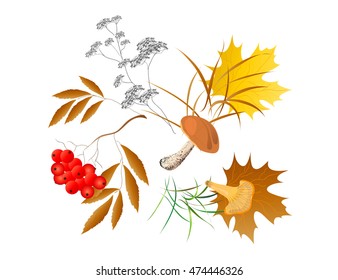 Vector set of herbal elements on a white background. Maple leaves, mountain ash,meadow herbs and mushrooms. Can be used for decorating cards, artwork, website,packaging,textiles.