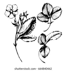 Vector Set with herbal elements of Strawberry. Hand drawn ink illustration for textile, paper and other seamless vintage design. Herbs and flowers sketch. Black and white.