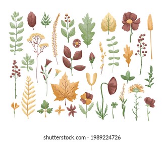 The vector set with herbarium leaves and flowers. Hobby. Botanic set.