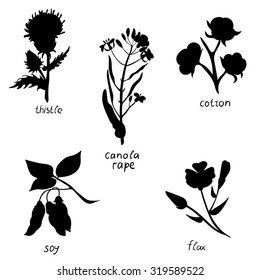 Vector set with herbs isolated on white background: thistle, canola, cotton, soy, flax. Handdrawn vector illustration