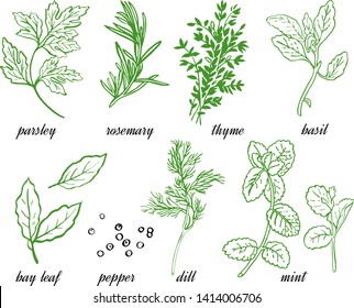 Vector set of herbs and spice: rosemary, basil, parsley, dill, bay leaf, black pepper, thyme, mint. Line graphic