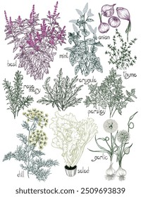 Vector set of herbs and spices in engraving style. Parsley, dill, arugula, thyme, rosemary, onion, garlic, basil, mint, lettuce