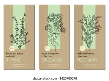 Vector set of herbs and spices labels with herbs sketches: thyme, oregano and rosemary. Packaging template. Healthy food, bio, organic, natural product, kitchen herbs
