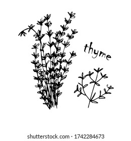 
Vector set of herbs, spices, plants, seasoning kitchen silhouette on a white background, drawn black lines. Thyme