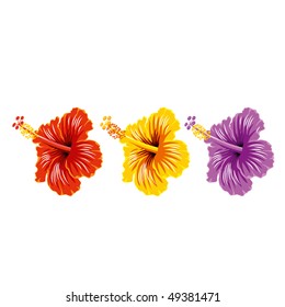 Vector set of hibiscus, beautiful tropical flowers. Isolated on white.