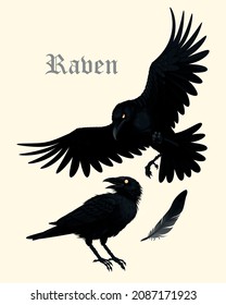 Vector set of high detailed black ravens