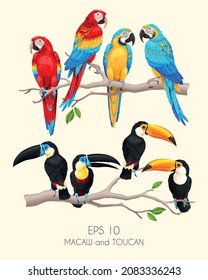 Vector set of high detailed macaw and toucan