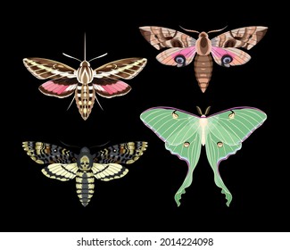 Vector set of high detailed night moths