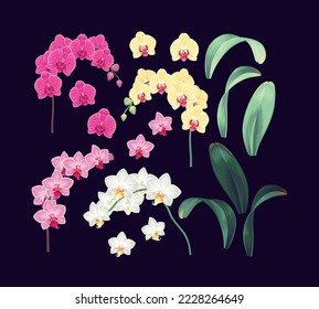 Vector set of high detailed orchid branches