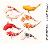 Vector set of high detailed white, red and yellow koi fish