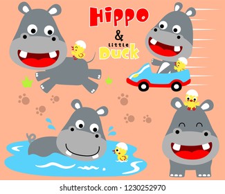 Vector set of hippo and duck cartoon in different action