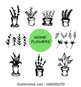 vector set of home plants in pots isolated on a white background. clipart leaves, branches and flowers.