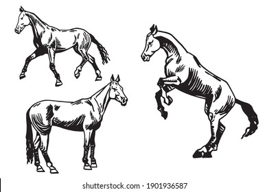 Conjunto vectorial de caballos aislados en fondo blanco, ilustración gráfica