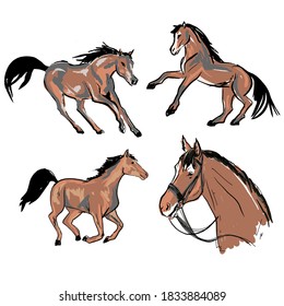 vector set of horses in motion. morgan breed.brown horse with bridle