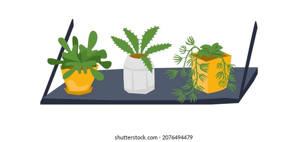 Vector set of house plants in pots on a flower hanging shelf. The concept of care for home plants, design.