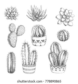 Vector set of houseplants. Vintage hand drawn illustrations with cactus and succulents in engraving style. Sketches of floral objects isolated on white for design