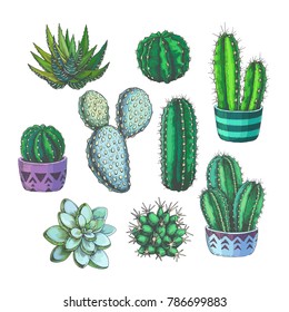 Vector set of houseplants. Vintage hand drawn illustrations with cactus and succulents in engraving style. Sketches of color floral objects isolated on white for design