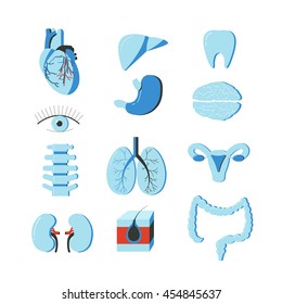 Vector set of human body organs. Anatomy design elements and icons isolated on white background.