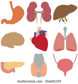 Vector set of human organs on transparent background