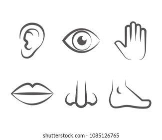 Vector Set Human Senses Drawing Icon Stock Vector (Royalty Free ...