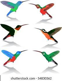 vector set of hummingbirds