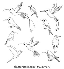 vector set of hummingbirds, hand drawn birds, isolated vector elements