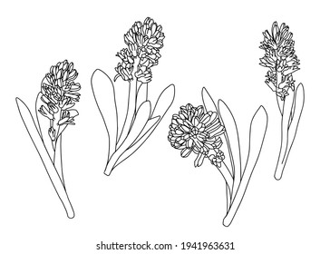Vector set of hyacinth illustrations. Doodle style.