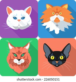 Vector Set icon flat design british and persian cat, bombay cat and maine coon