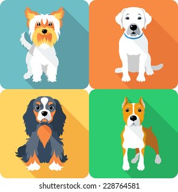 Vector Set icon flat design dogs different breed: Cavalier King Charles Spaniel and Yorkshire terrier, Labrador Retriever and American Staffordshire Terrier