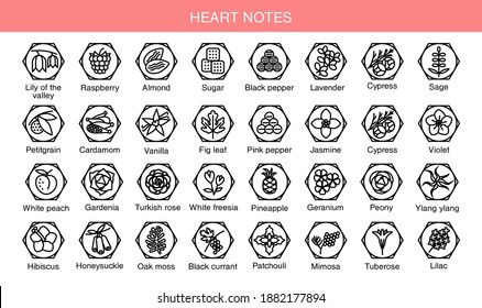 Vector set icons aromas heart notes. Heart notes pyramid chart with examples of popular aroma essences. Scent categories are oriental, woody, fresh and floral. Trend  examples of scents.