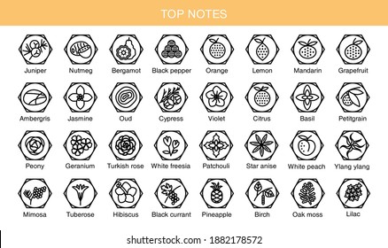 Vector Set Icons Aromas Top Notes. Top Notes Pyramid Chart With Examples Of Popular Aroma Essences. Scent Categories Are Oriental, Woody, Fresh And Floral. Trend  Examples Of Scents.