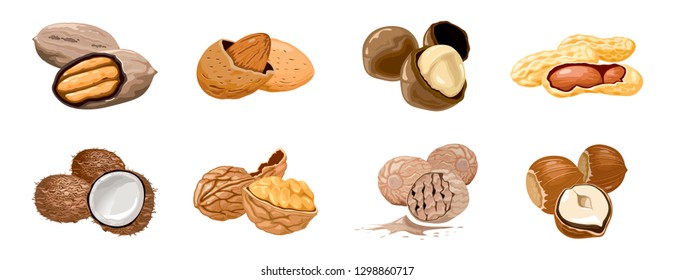 Vector set icons nuts and seeds. Food symbols collection. Nutrition and agriculture concept. Walnut, coconut, nutmeg, hazelnut, pecan, almond, peanut macadamia Nutrition and agriculture