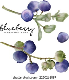 vector set illustration blueberry  branch in watercolor painting