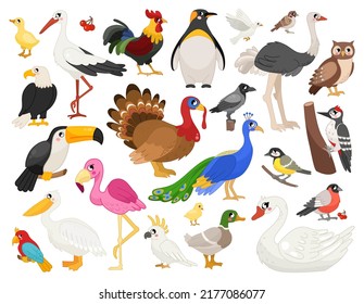 Vector set illustration of cute cartoon city, tropical and farm
 birds.
