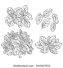 Vector set illustration with isolated basil leaves in different angles