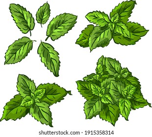 Vector set illustration with isolated mint leaves in different angles