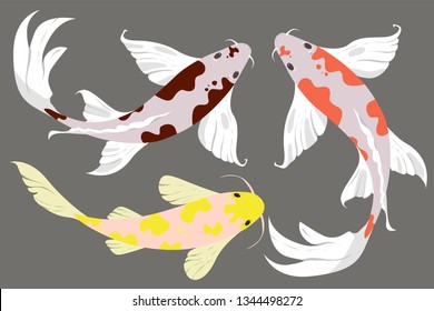 Vector set illustration of koi fish with different color of spots, isolated on gray background.