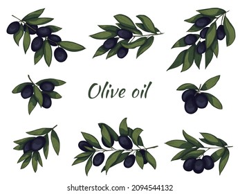 Vector set illustration of olive branch. Colorful hand drawn eco food clip art isolated on white background. For print, web, design, decor.