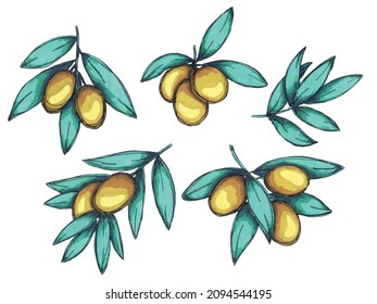 Dibujo vectorial de la rama de olivo. Coloridas pinturas ecológicas hechas a mano de clip de comida, aisladas en fondo blanco. Para imprimir, web, diseño, decoración.