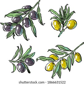 Vector set illustration with olives, olive branches