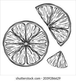 Vector Set Illustration of orange slices line art hand drawn sketch. Isolated Element in black color