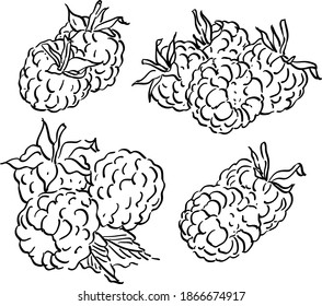 Vector set illustration with raspberry, berry