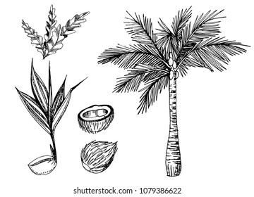 Conjunto de Vector de ilustración de palmas tópicas