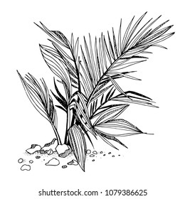 Vector set of illustration of topical palms