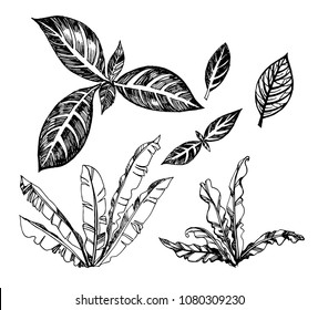 Vector set of illustration of topical palms. Exotic leafs&