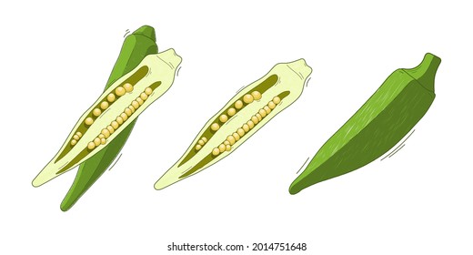 vector set illustration, vegetable abelmos okra gombo on white background.