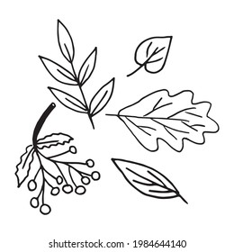 Vector set of illustrations of different leaves of trees in doodle style