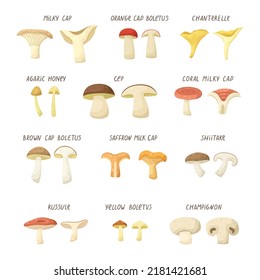 Vector set of illustrations of different types of mushrooms.