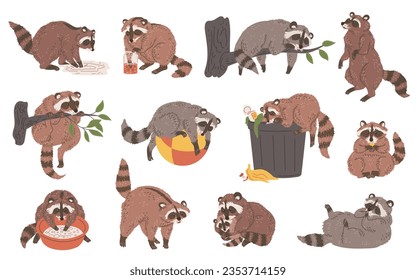 Vector set of illustrations of funny poses raccoons. Wildlife animal lies, sitting, sleeping on tree branch, plays paws with water, climbs in trash can. Hand drawn design isolated on white background.